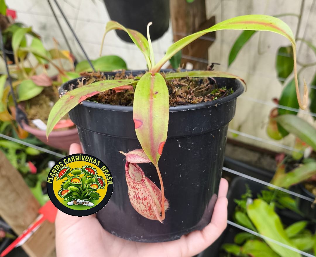 Rafflesiana Kondo x Rafflesiana White) x (Viking x Rafflesiana